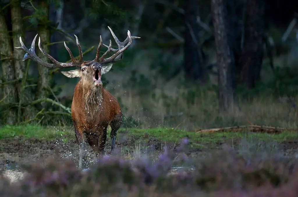 Il richiamo della natura: il censimento del cervo al bramito nelle Foreste Casentinesi