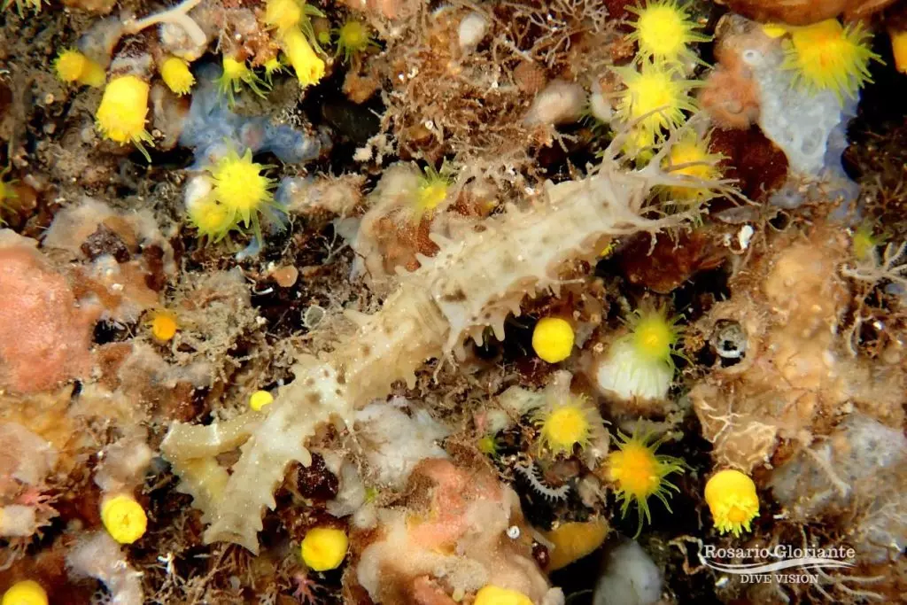 Aumento degli Avvistamenti di Cavallucci Marini nella Grotta Azzurra di Palinuro